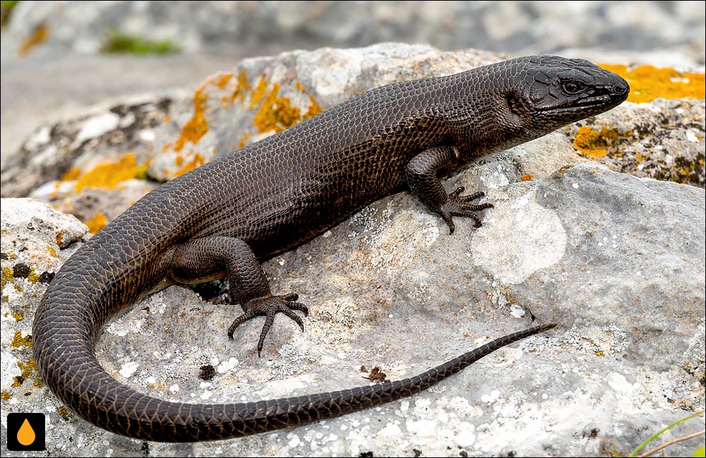 سقنقور پادشاه