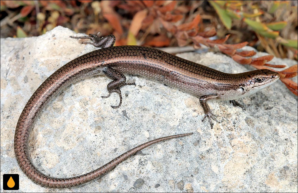 سقنقور سهخط غربی