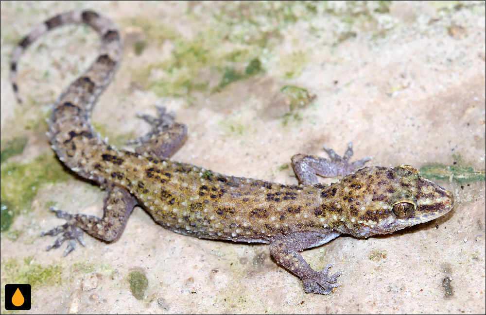 Hemidactylus angulatus