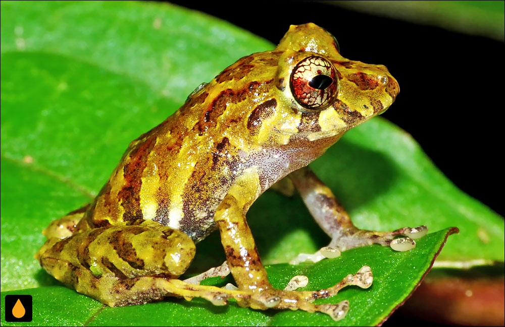 Pristimantis museosus