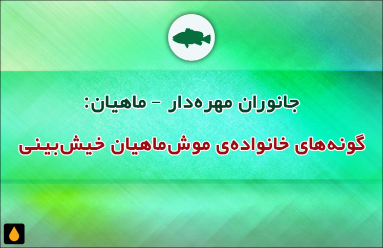 جانوران مهره‌دار - ماهیان: گونه‌های خانواده‌ی موش‌ماهیان خیش‌بینی