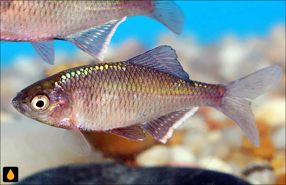 Acheilognathus meridianus