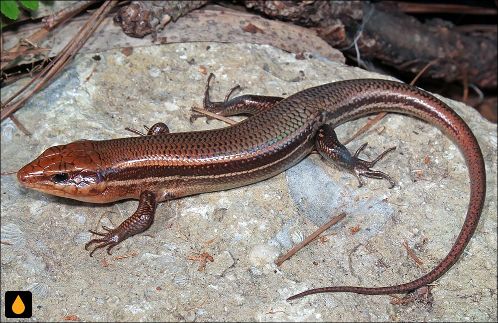 سقنقور سرپهن