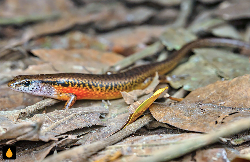 سقنقور هموار ریوز