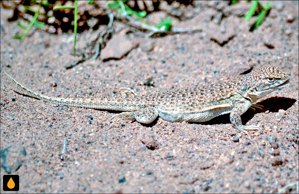 مارمولک هموارگلوی حوضهی آنیلو