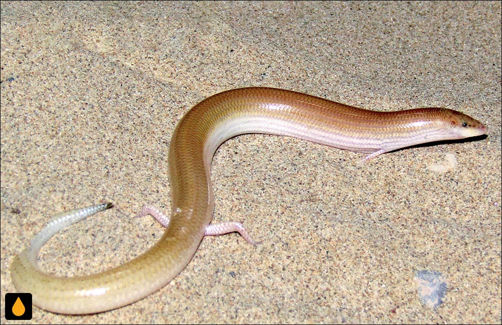 شن‌شناور ایرانی (سقنقور ماری سه‌انگشت)