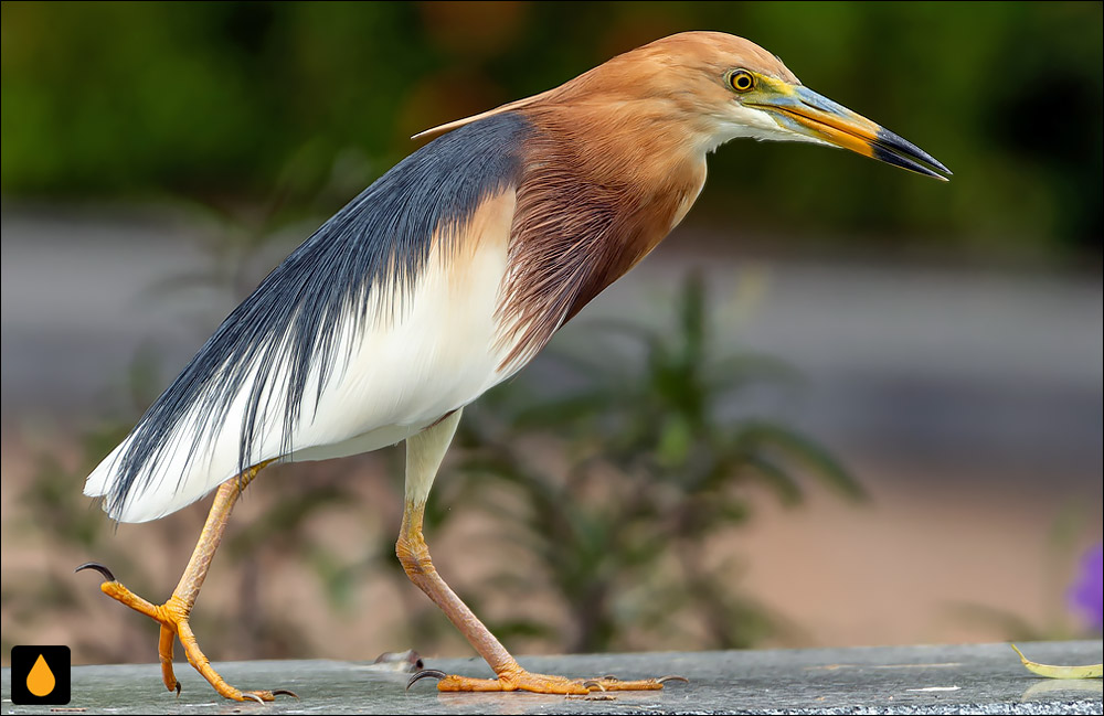 حواصیل برکه‌نشین جاوه‌ای (حواصیل برکه‌ای جاوه‌ای)