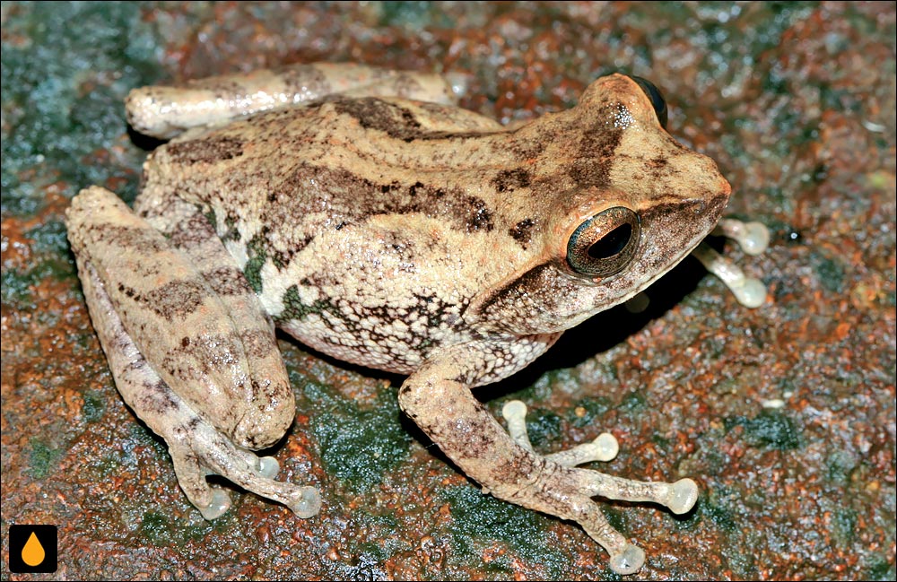 Raorchestes johnceei