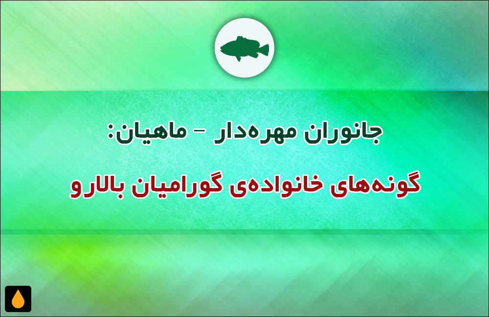 جانوران مهره‌دار - ماهیان: گونه‌های خانواده‌ی گورامیان بالارو