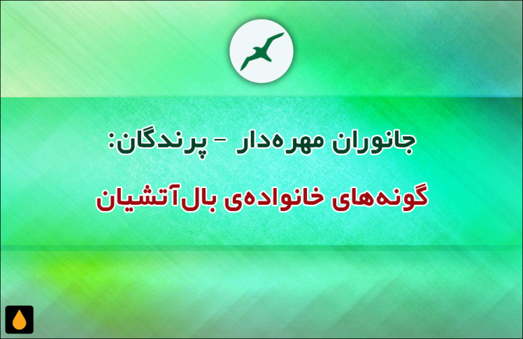 جانوران مهره‌دار - پرندگان: گونه‌های خانواده‌ی بال‌آتشیان