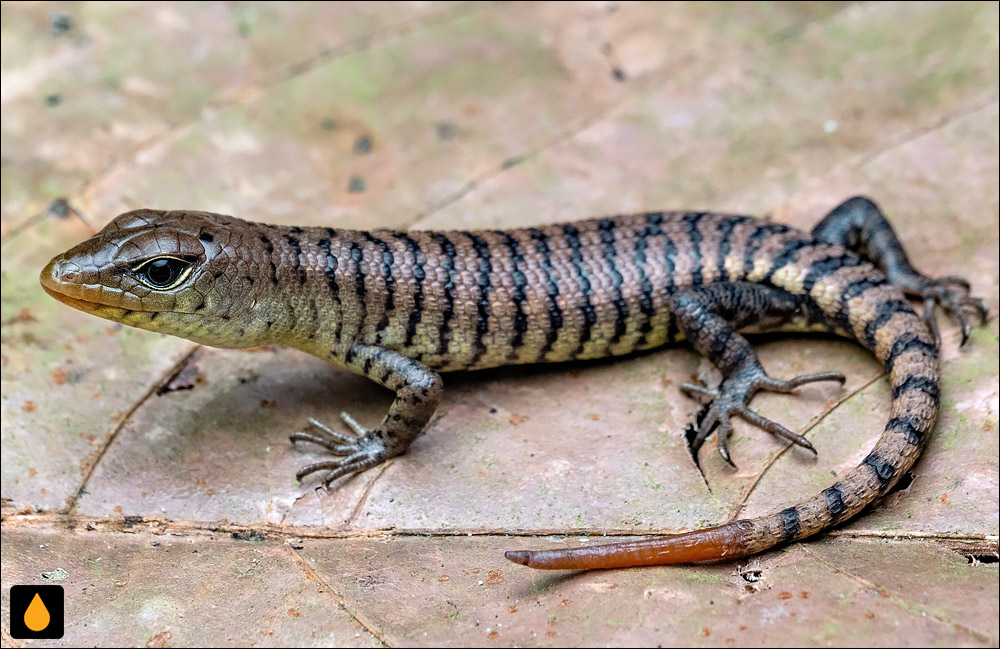 سقنقور درختی بزرگ (داسیای خاکستری)