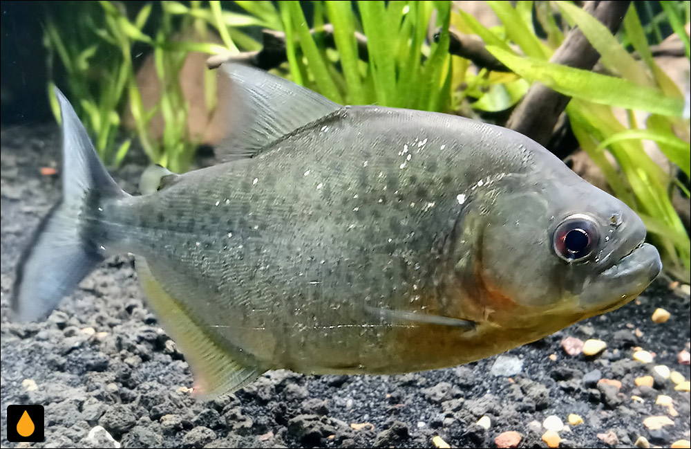 Serrasalmus gibbus