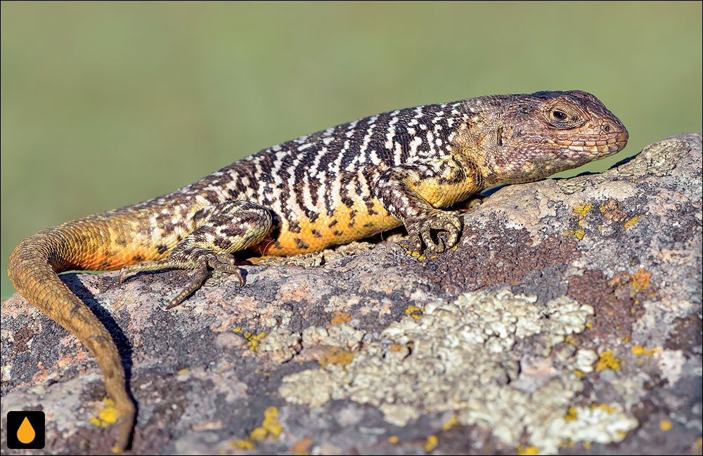 ایگوآنای درختی پادشاه