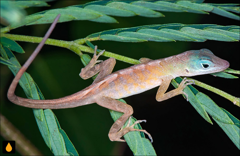 آنول سن مارتن