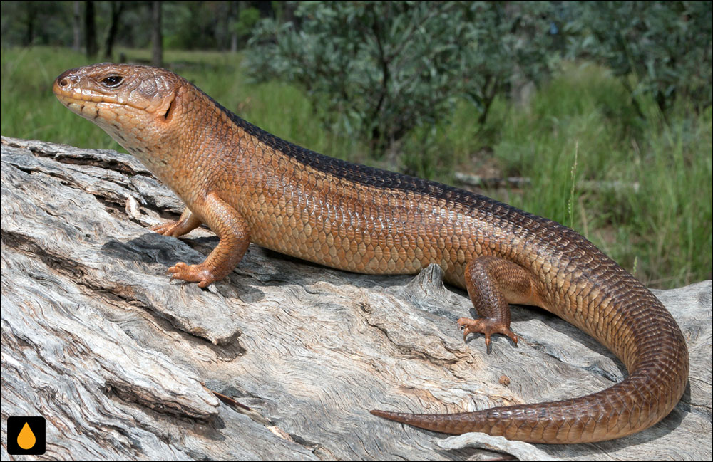 سقنقور یاکا