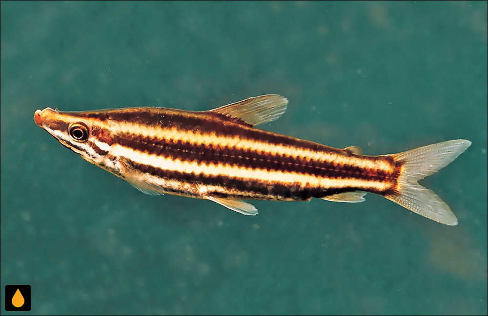 Anostomus brevior