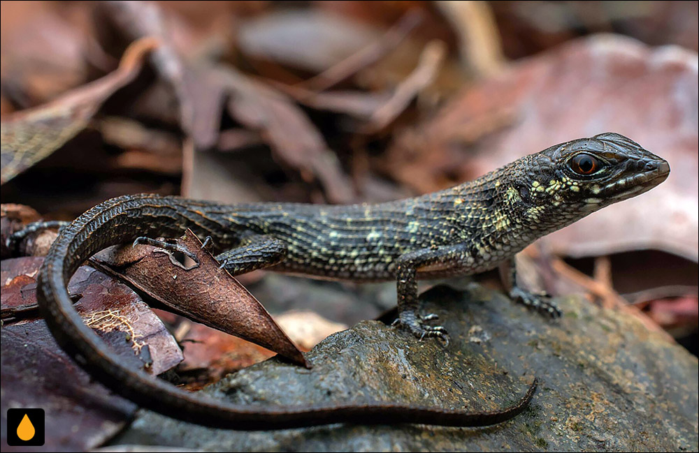 سقنقور کنارآب میسامی