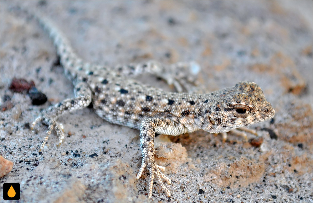 Liolaemus poconchilensis