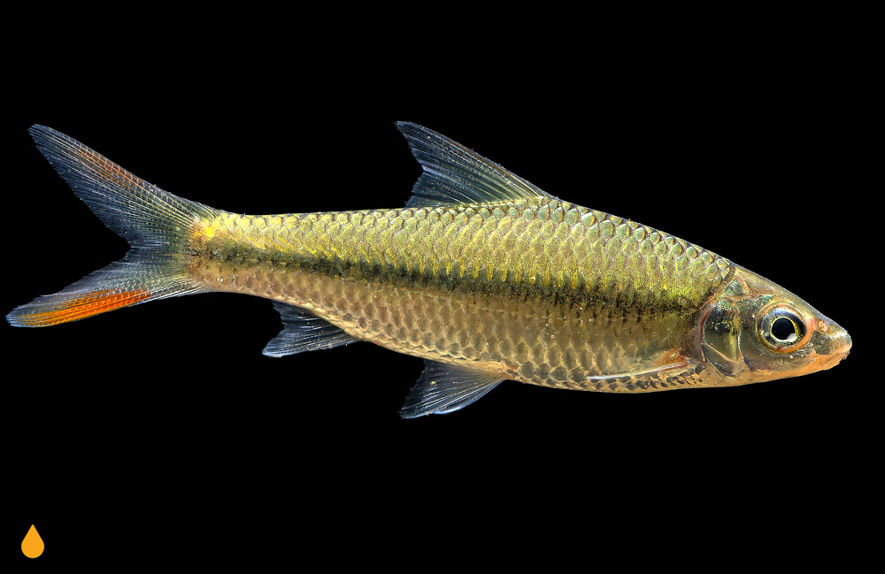 Poropuntius genyognathus
