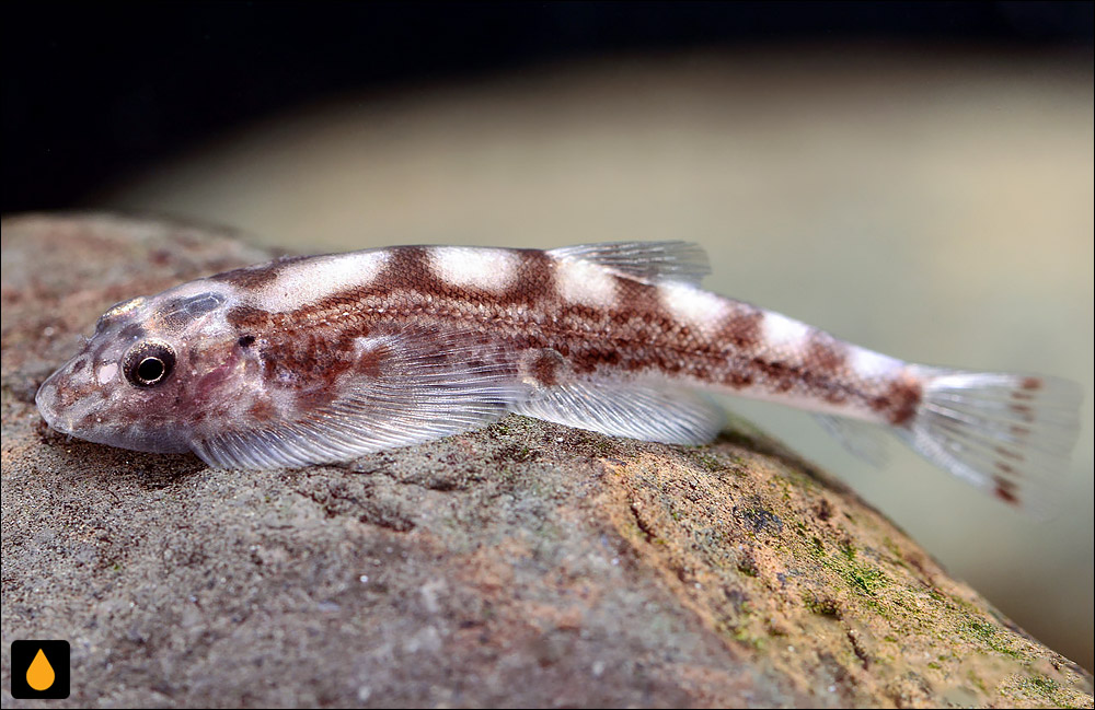 Hypergastromyzon humilis