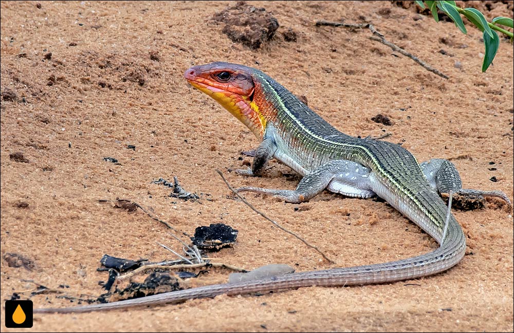 مارمولک پولک‌پوست تیغه‌دار