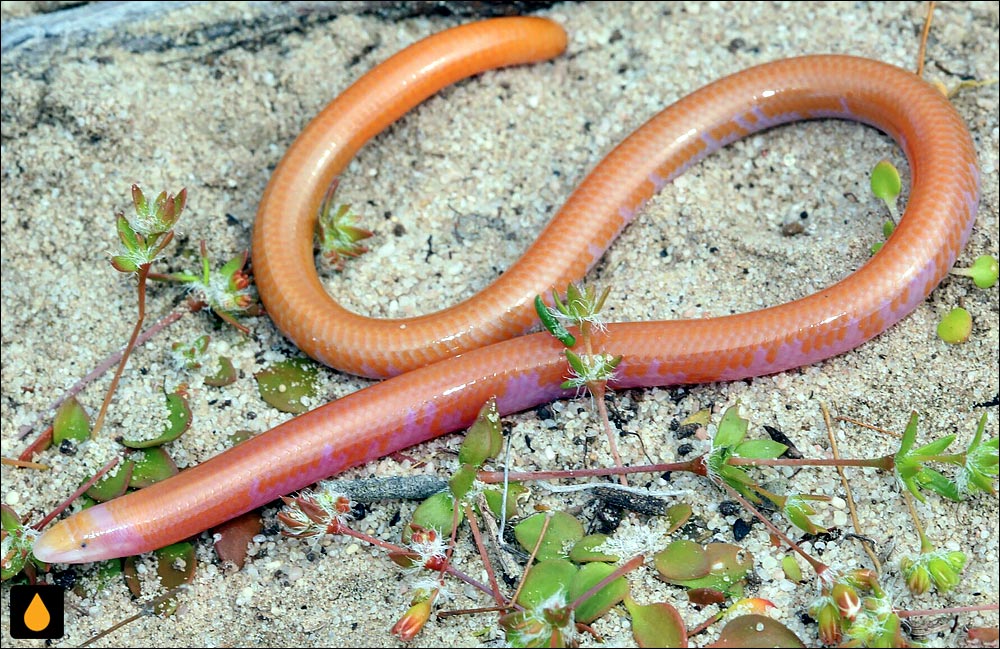 سقنقور بی‌پای کور جنوبی