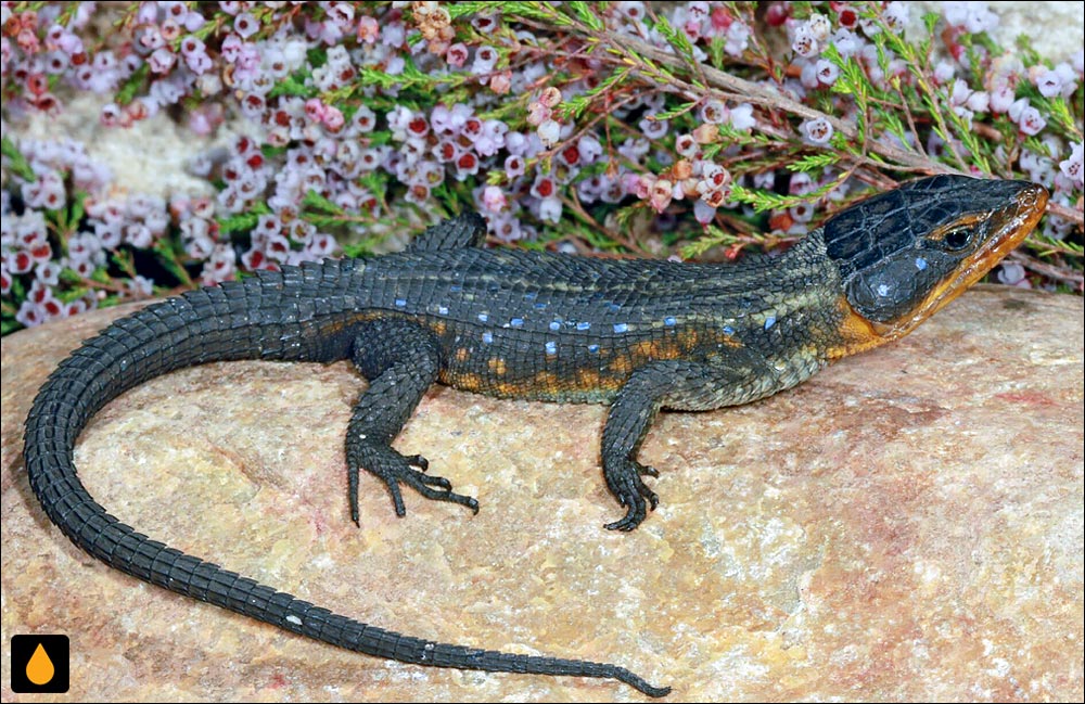 مارمولک کمربنددار خال‌آبی