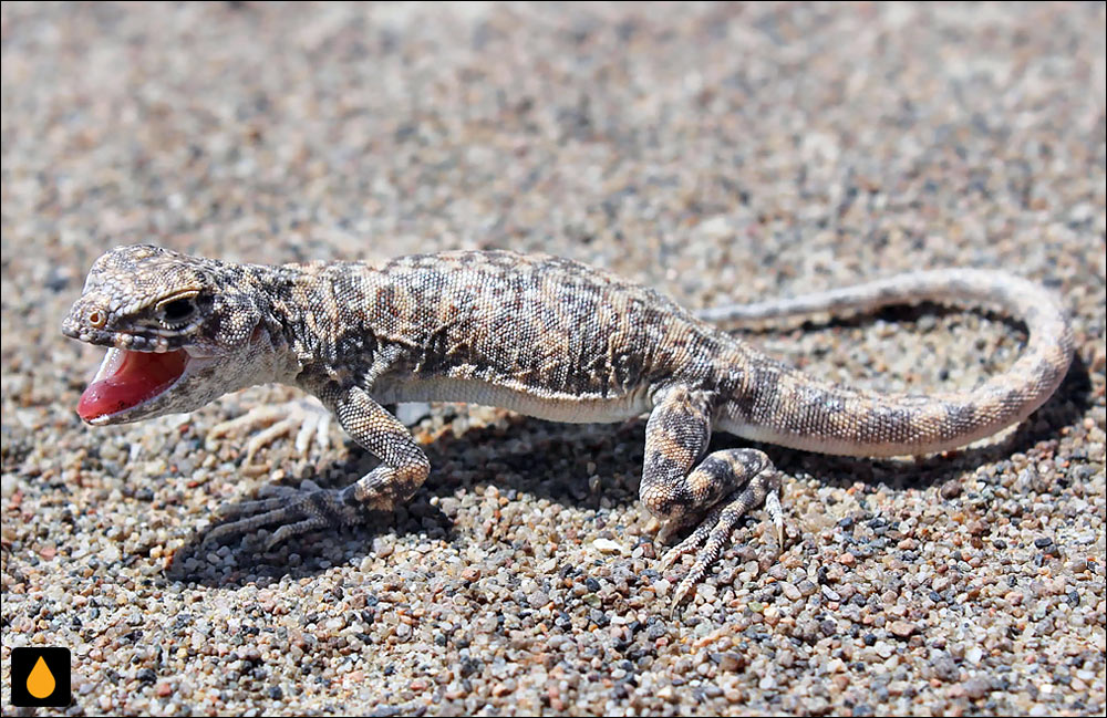 ایگوآنای مژهدار پرویی