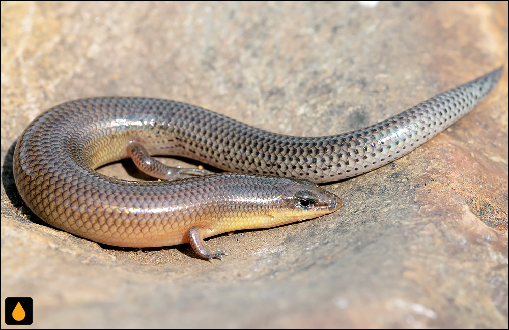 سقنقور پیچوتابدار سوندوال