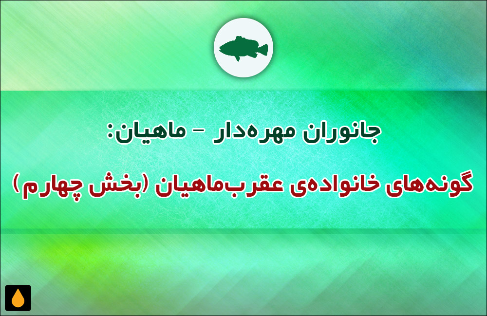 جانوران مهره‌دار - ماهیان: گونه‌های خانواده‌ی عقرب‌ماهیان (بخش چهارم)