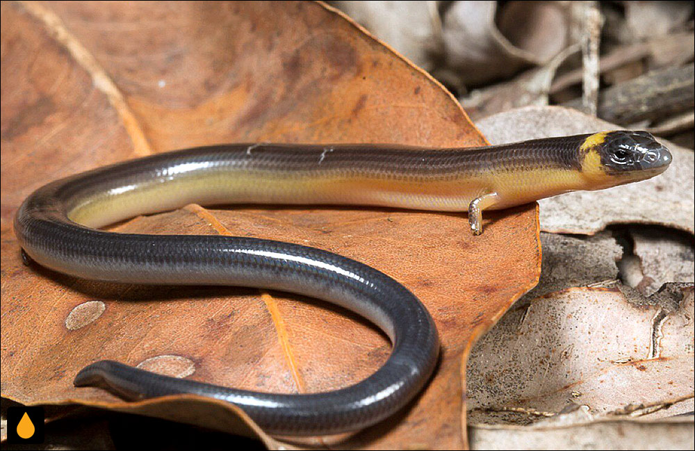 سقنقور کرمی سه‌پنجه