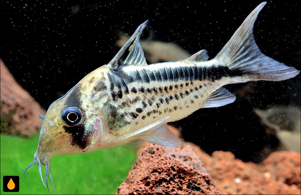 Corydoras loxozonus