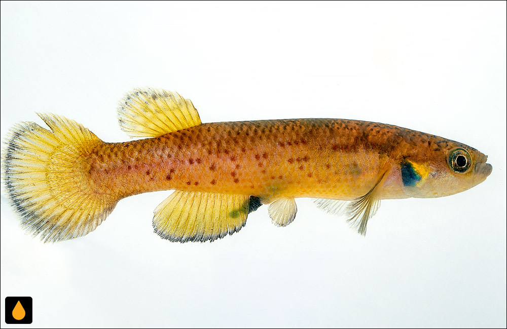 Cynodonichthys brunneus