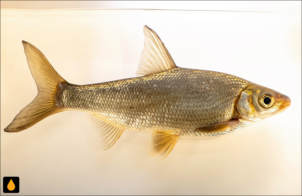 Distoechodon tumirostris