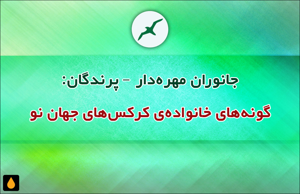 جانوران مهره‌دار - پرندگان: گونه‌های خانواده‌ی کرکس‌های جهان نو