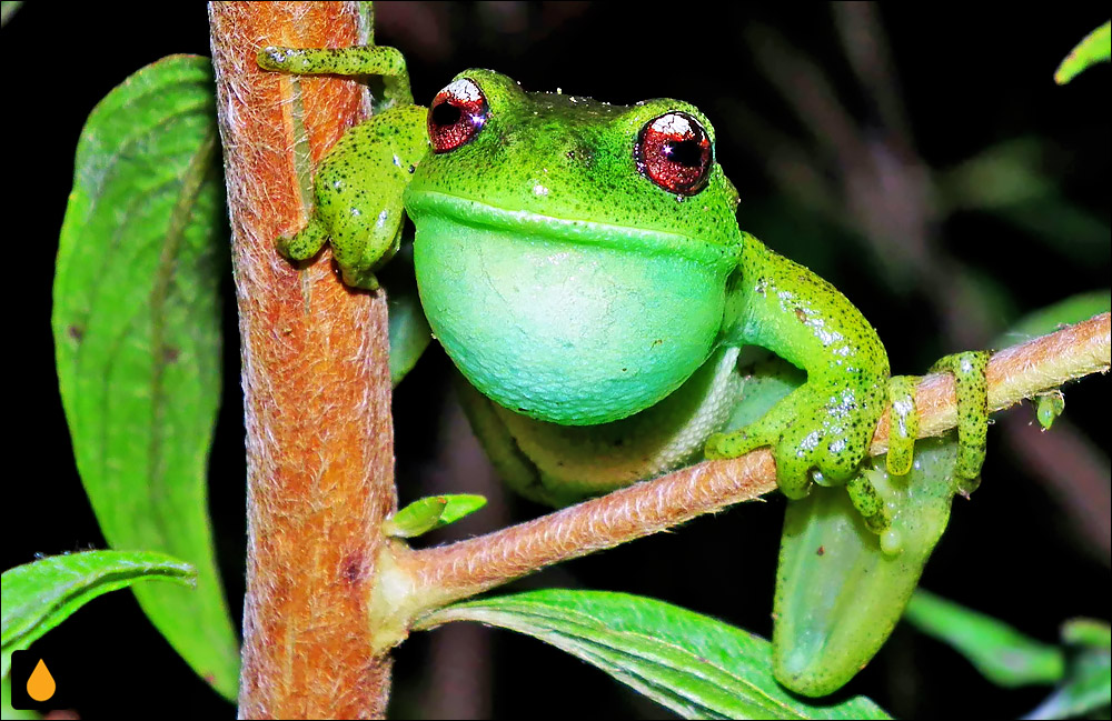 Aplastodiscus perviridis