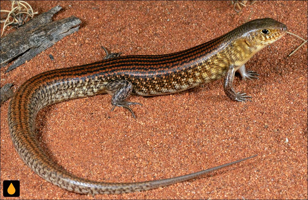 گوش‌شانه‌ای بزرگ