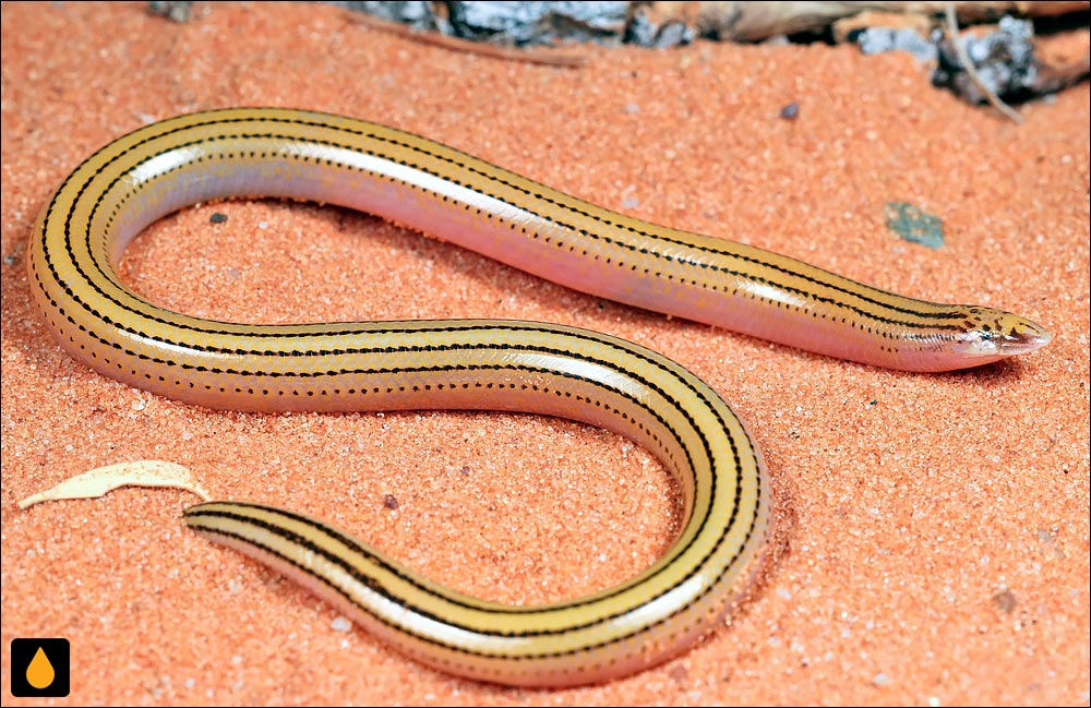 سقنقور بی‌پای کگالاگادی (سقنقور دالان‌ساز کالاهاری)