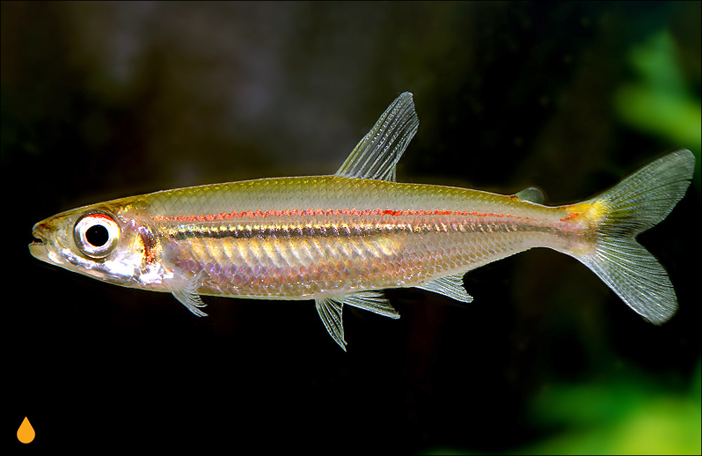 Iguanodectes purusii