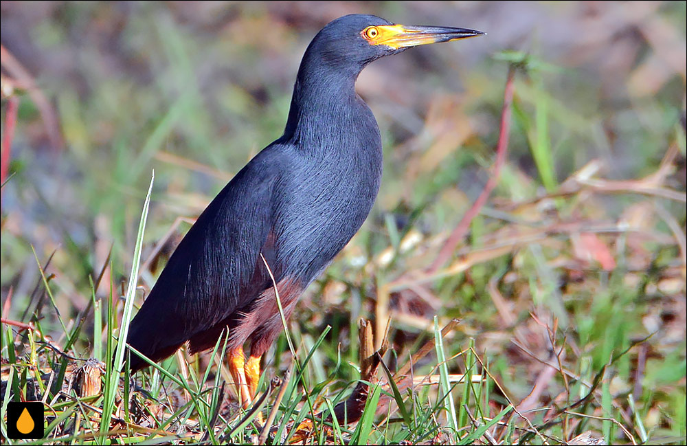 حواصیل شکم‌حنایی
