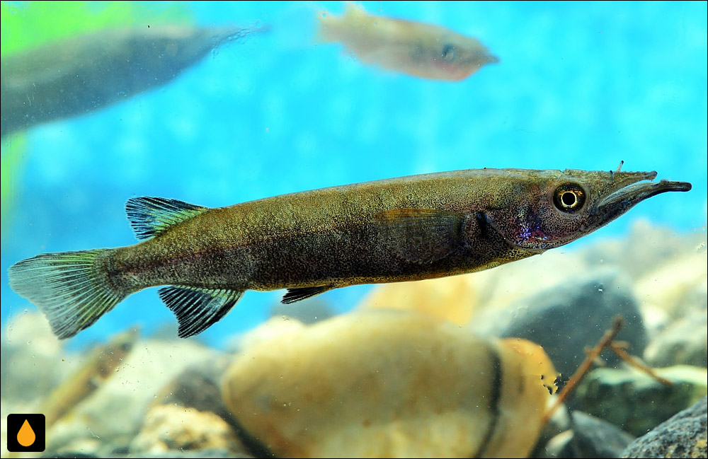 Nomorhamphus towoetii