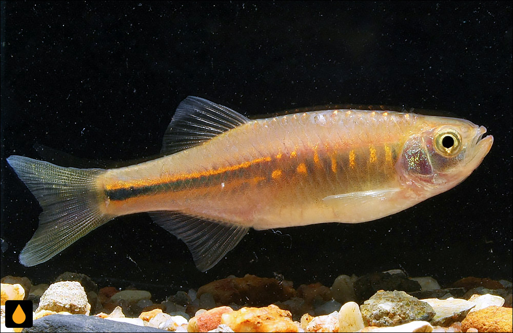 Devario laoensis