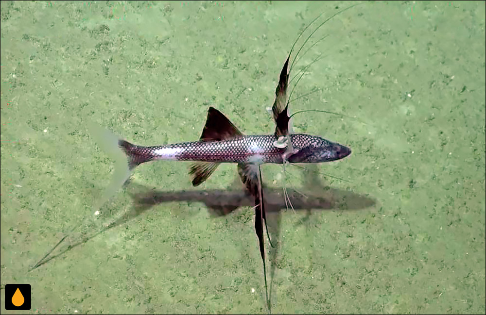 Bathypterois guentheri