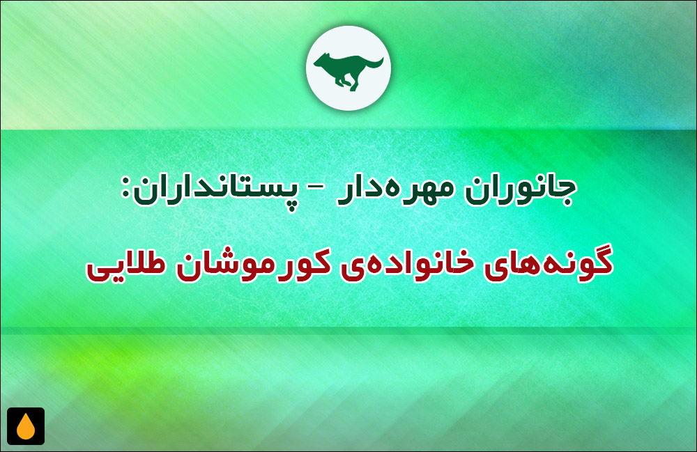 جانوران مهره‌دار - پستانداران: گونه‌های خانواده‌ی کورموشان طلایی