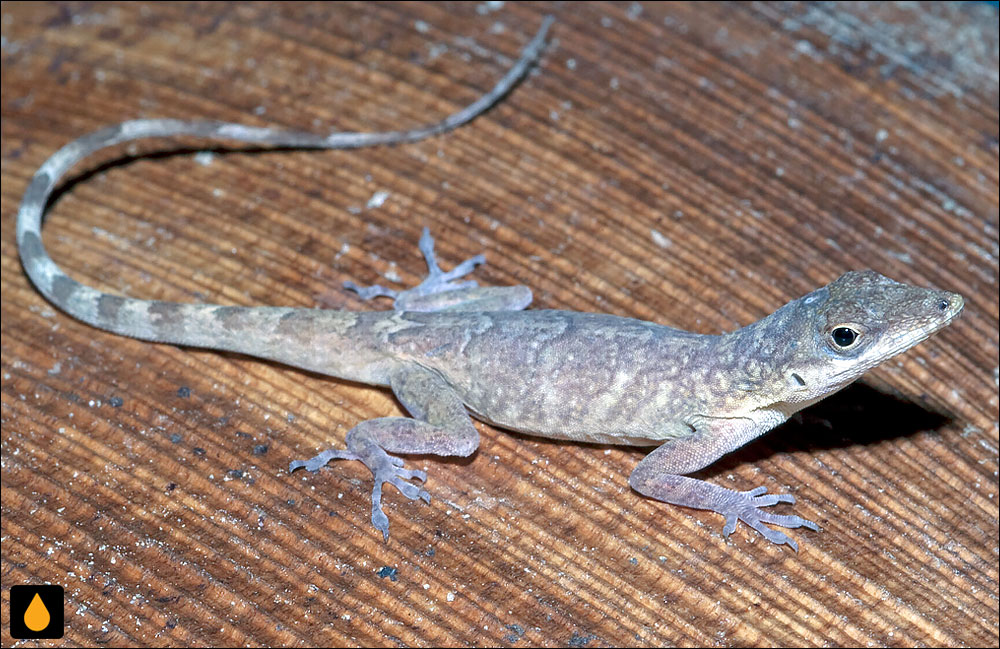 آنول بوتهای گرنادا (آنول برنزه)