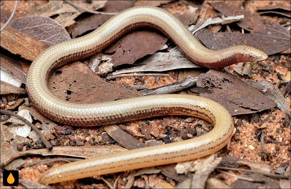 لغزنده‌ی بی‌اندام دامپیرلند