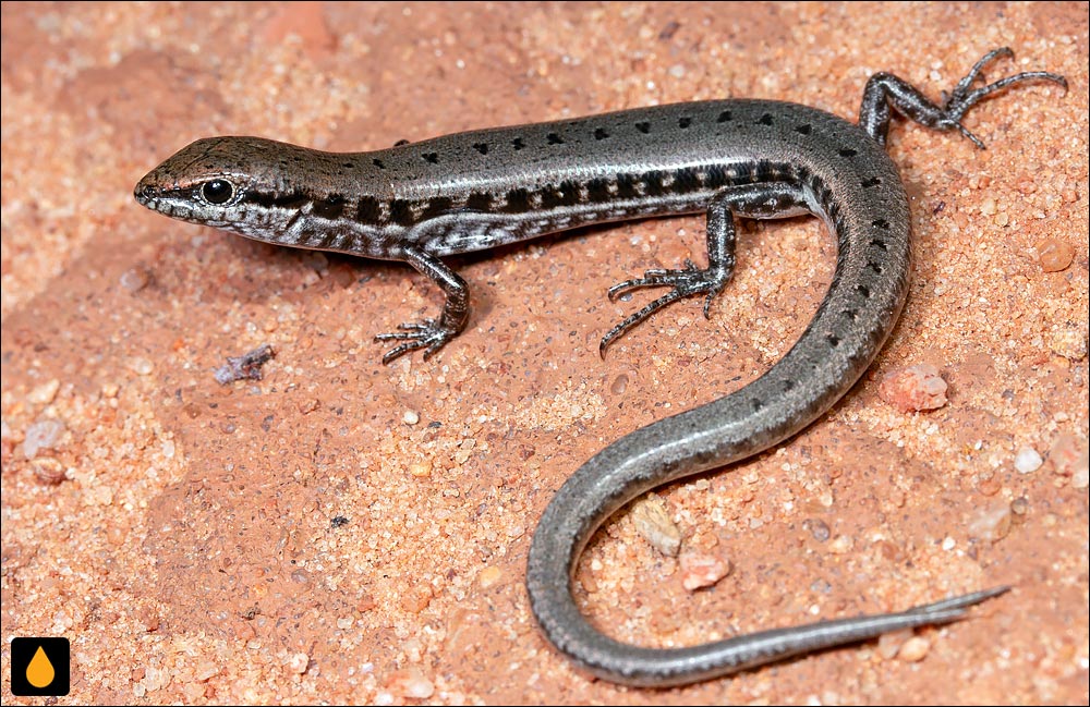 سقنقور شیارخاک آراسته