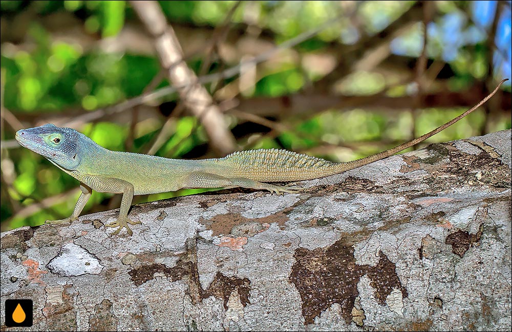 آنول مورن کانستنت (آنول ماری گالانته)