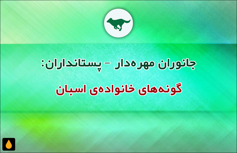 جانوران مهره‌دار - پستانداران: گونه‌های خانواده‌ی اسبان