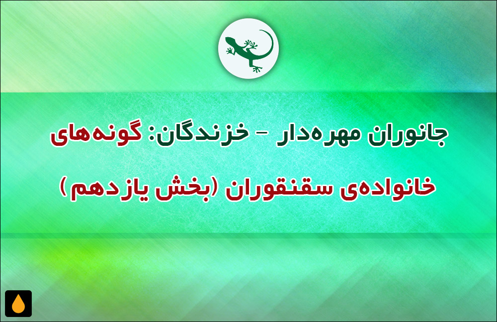 جانوران مهره‌دار - خزندگان: گونه‌های خانواده‌ی سقنقوران (بخش یازدهم)